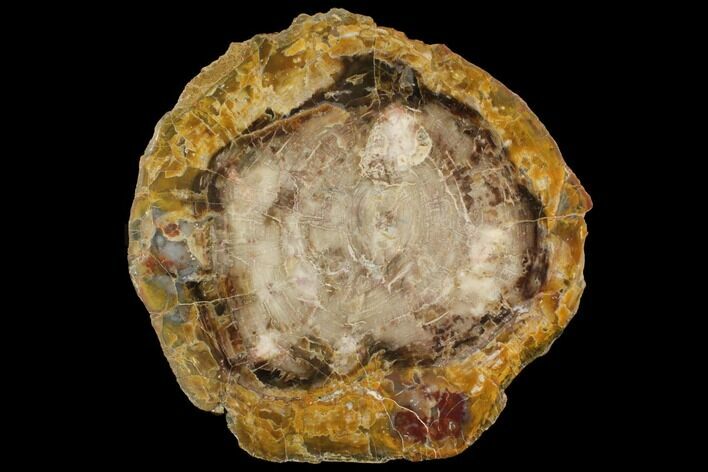 Jurassic Petrified Wood Round - Henry Mountain, Utah #143828